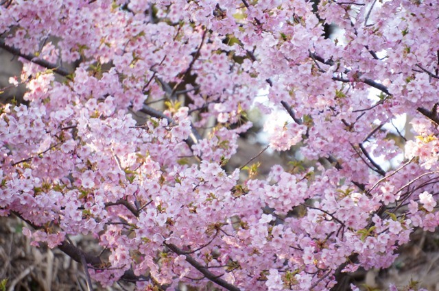 西尾　安泰寺の梅・桜編_e0292414_17244584.jpg