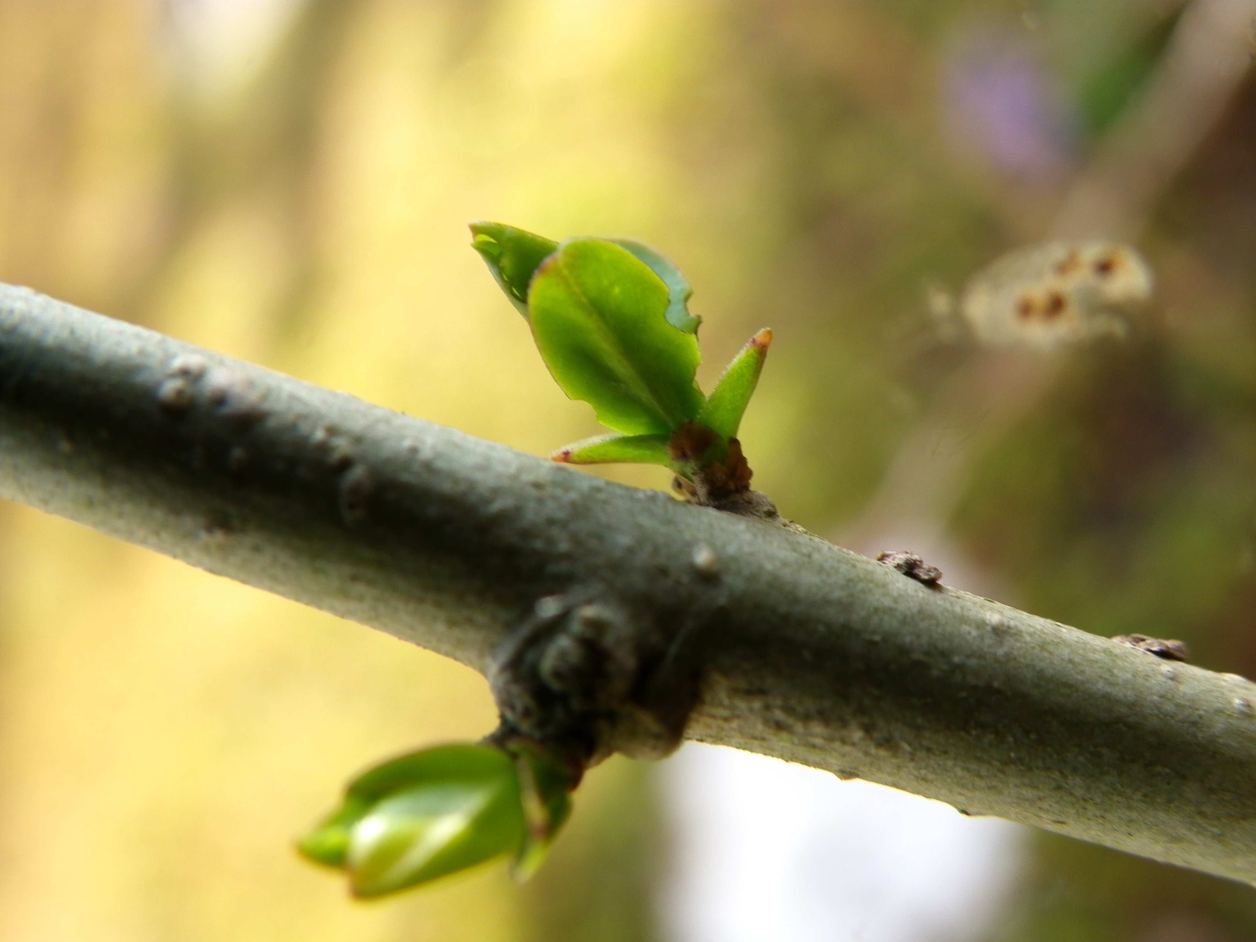 ウラゴマダラシジミ幼虫　3月8日（日）庭のイボタノキにて_d0254540_20151582.jpg