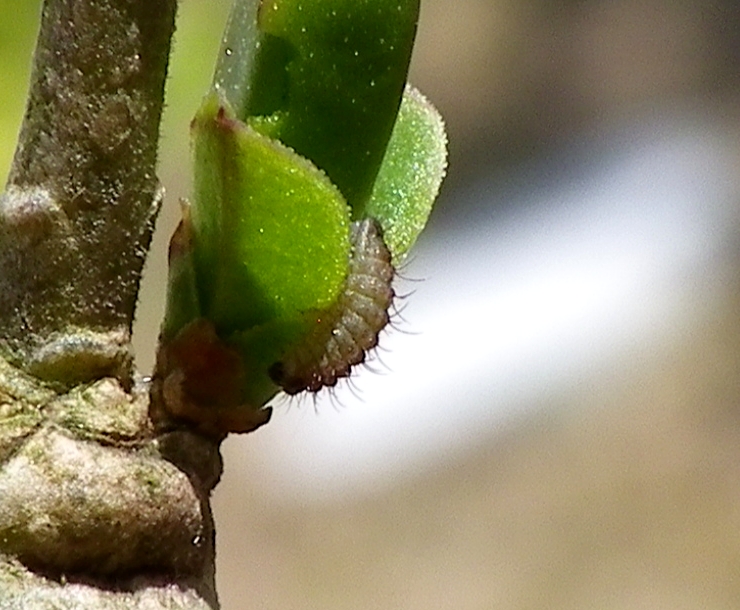 ウラゴマダラシジミ幼虫　3月8日（日）庭のイボタノキにて_d0254540_20183687.jpg