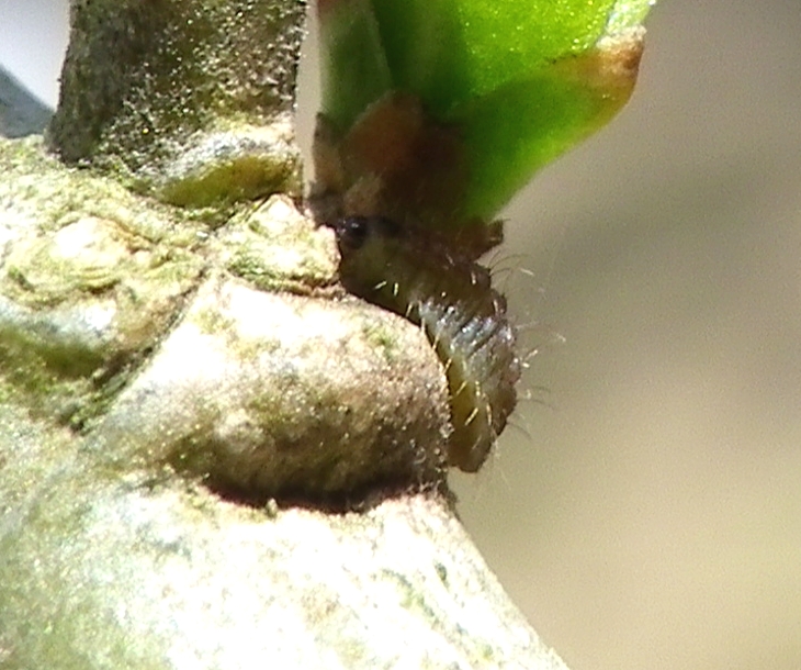 ウラゴマダラシジミ幼虫　3月8日（日）庭のイボタノキにて_d0254540_20191951.jpg