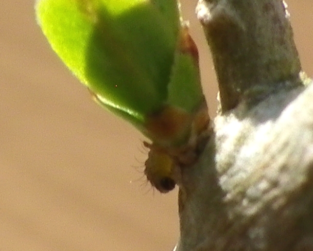 ウラゴマダラシジミ幼虫　3月8日（日）庭のイボタノキにて_d0254540_201992.jpg