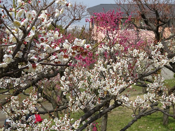 枚岡公園の梅林_b0299042_22521782.jpg