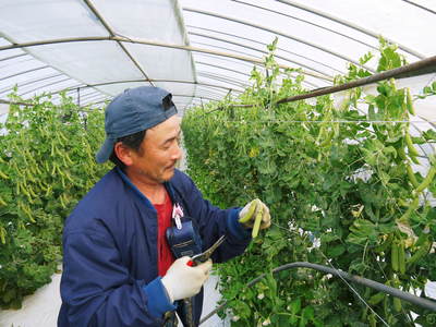 スナップエンドウ「シャキ甘“菊光”」 朝採り、即日出荷で大好評発売中!!_a0254656_16554835.jpg