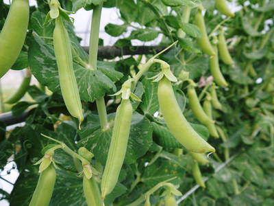 スナップエンドウ「シャキ甘“菊光”」 朝採り、即日出荷で大好評発売中!!_a0254656_17213898.jpg