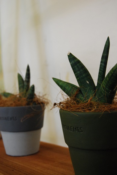 観葉植物が入荷しています。_a0201358_16191583.jpg