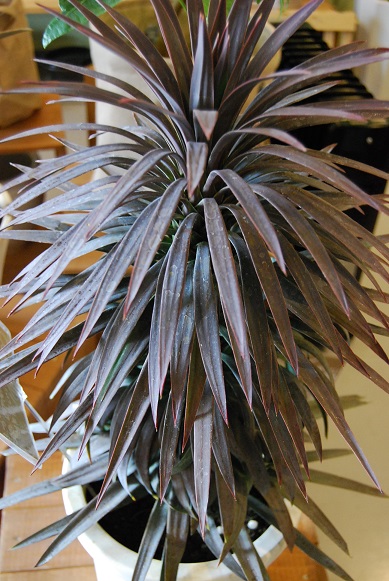 観葉植物が入荷しています。_a0201358_1623227.jpg