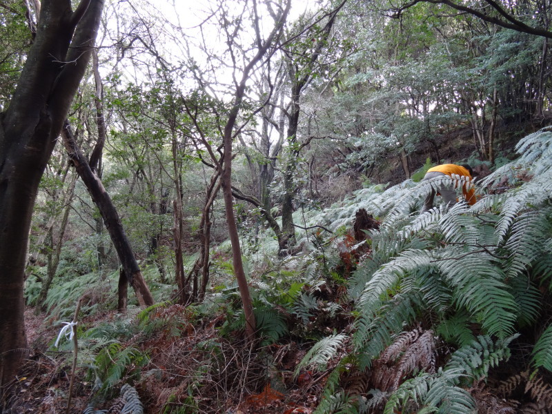 ぼうけん山の新山道の確認 in うみべの森_c0108460_15555160.jpg