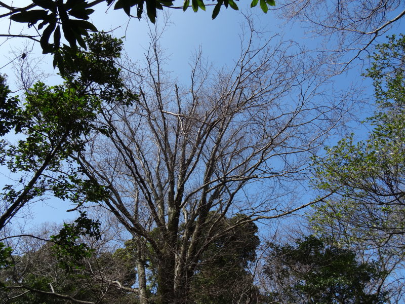 ぼうけん山の新山道の確認 in うみべの森_c0108460_15565648.jpg