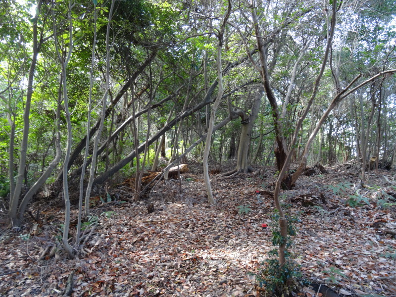 ぼうけん山の新山道の確認 in うみべの森_c0108460_15570232.jpg