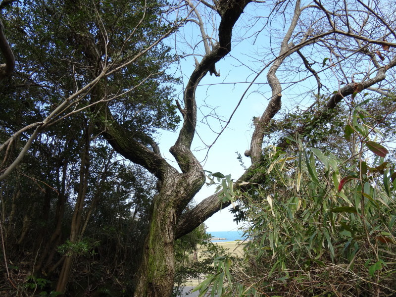 ぼうけん山の新山道の確認 in うみべの森_c0108460_16190728.jpg