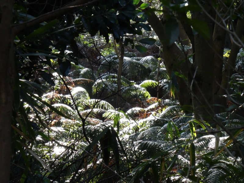 ぼうけん山の新山道の確認 in うみべの森_c0108460_16190981.jpg