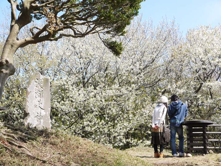 ４月４日に「探訪！六国見山のシンボルツリー『夫婦桜』」_c0014967_105432.jpg