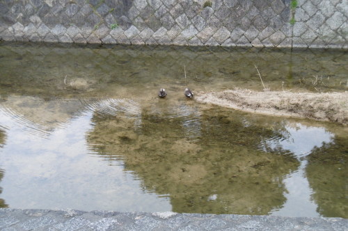 芦屋川の鳥たち_f0205367_22011033.jpg