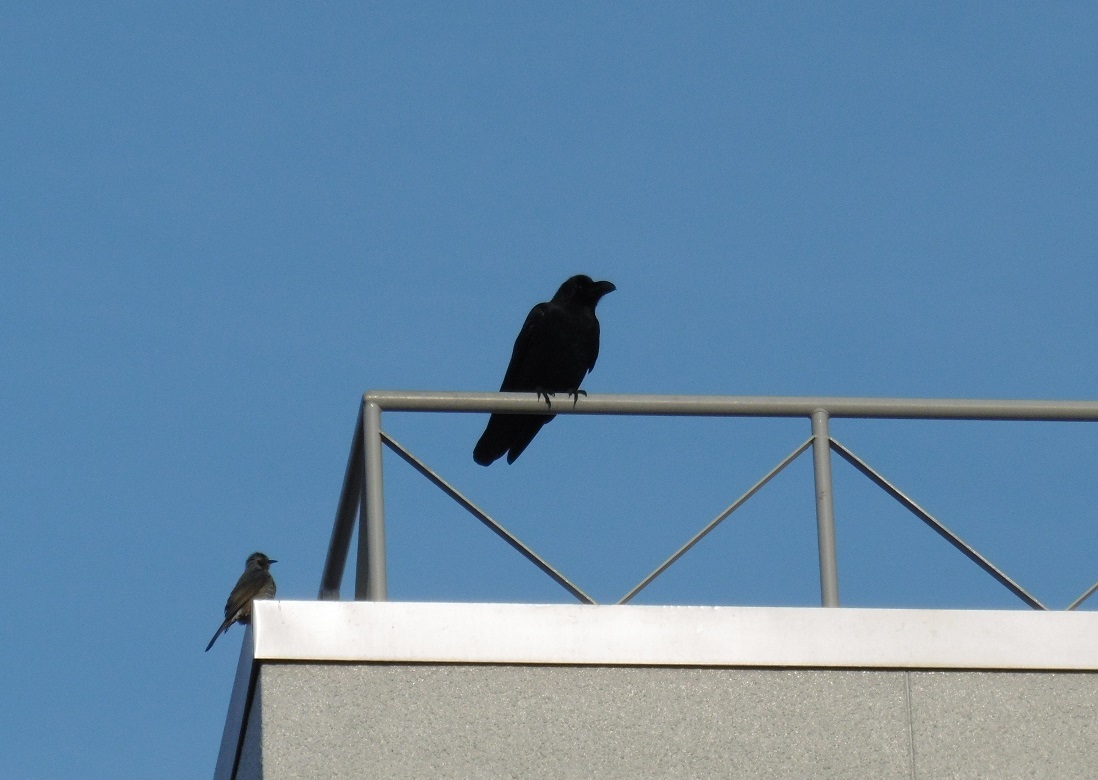 芦屋川の鳥たち_f0205367_22105237.jpg