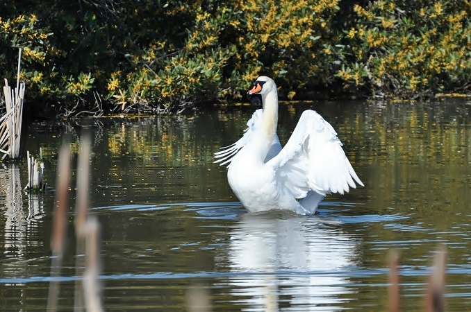 At Las Gallinas #1_a0126969_634199.jpg