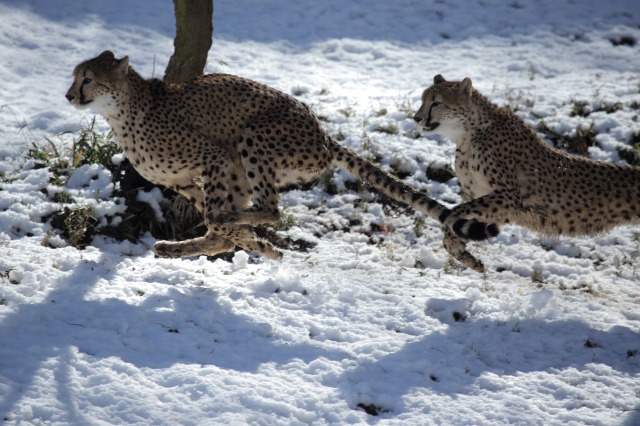 雪の動物園　ジュラとシュパーブ_a0188771_2161064.jpg