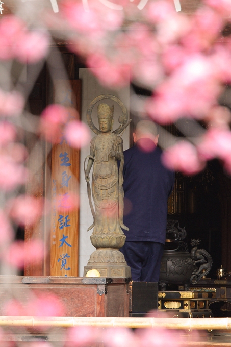 甲州　放光寺　紅梅香る_f0115475_2212236.jpg