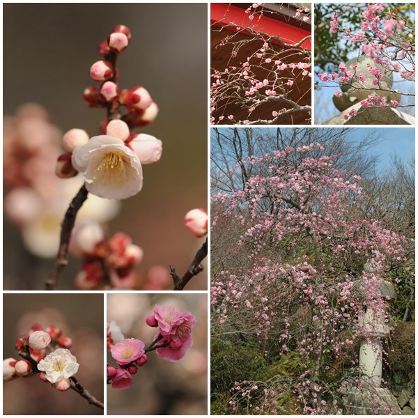 中山寺の　梅は3分咲きだった_d0074683_11153534.jpg