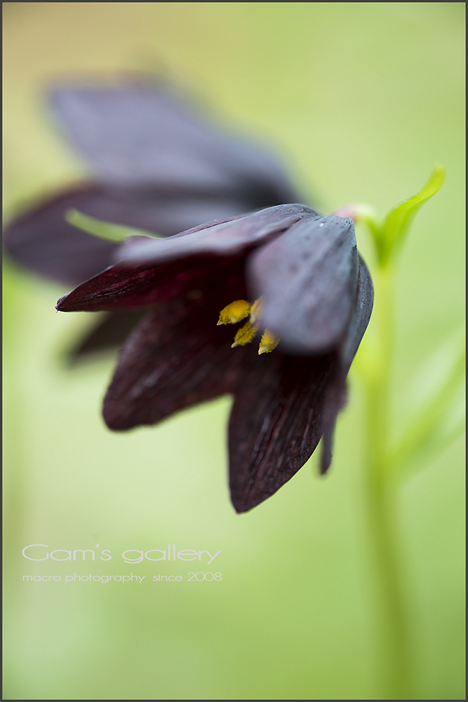 Fritillaria_f0195893_7541486.jpg