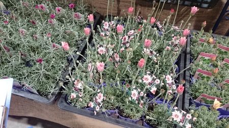 春の花苗を探して_a0292194_14165539.jpg