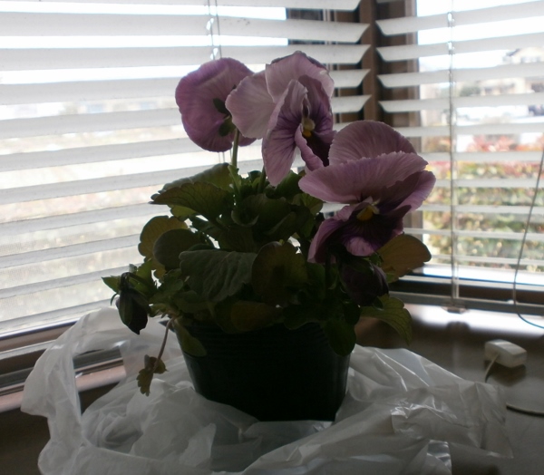 d0000995_236266.jpg