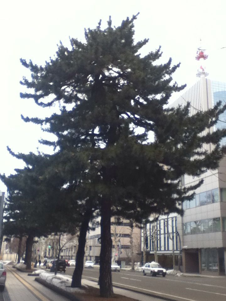 e0322201_11274331.jpg