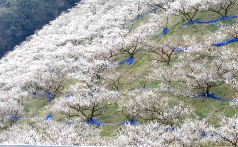 梅の花_e0258208_12244748.jpg