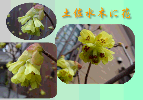 f0231709_0505667.gif