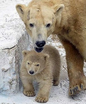 大阪 天王寺動物園の雌の赤ちゃん 遂に戸外に登場 一般公開の準備のための放育練習が行われる Polarbearology Conjectaneum 大阪 天王寺動物園の雌の赤ちゃん 遂に戸外に登場 一般公開の準備のための放育練習が行われる Polarbearology Conjectaneum