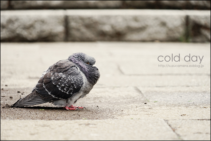 COLD DAY_f0100215_23153524.jpg