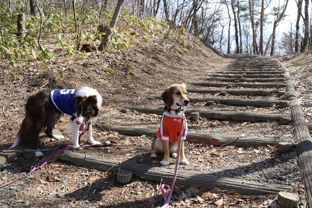 牧羊犬と狩猟犬_b0031538_239098.jpg