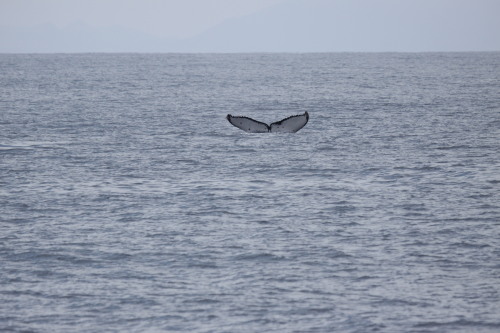 イルカ&クジラ見つけ隊☆_f0062839_21145773.jpg