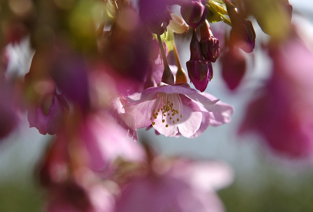 聖公園河津桜　２_c0238352_21101193.jpg