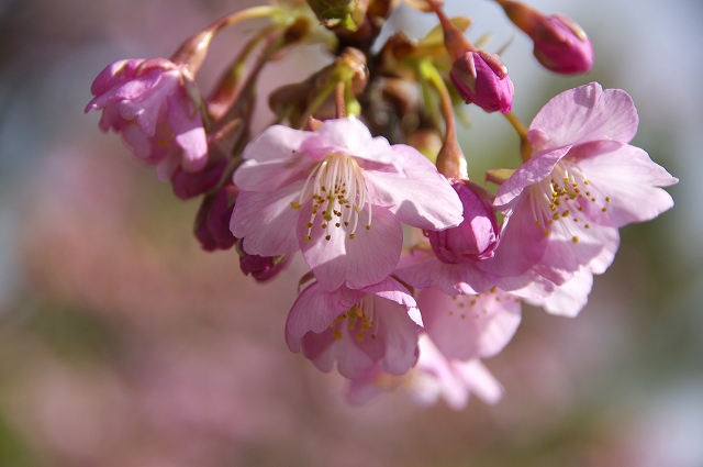 聖公園河津桜　２_c0238352_21103320.jpg