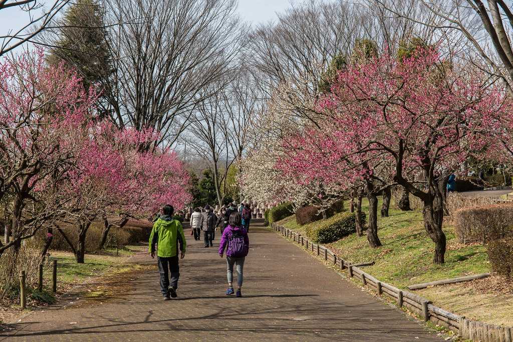 府中郷土の森博物館梅まつり_f0044056_08440588.jpg