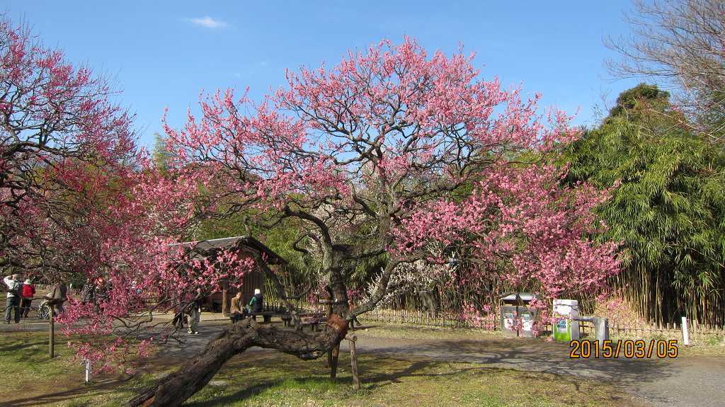 府中郷土の森博物館梅まつり_f0044056_08522512.jpg