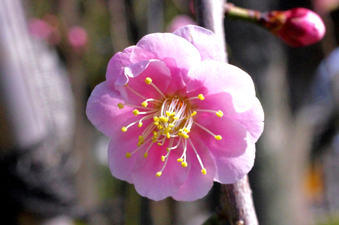 ウメ 美の系譜1原種 野梅の日本的展開 : 森林インストラクターの