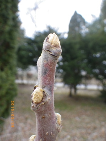 ヌルデの冬芽_e0290580_1838544.jpg