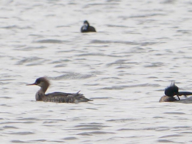 船橋三番瀬の水鳥たち　ミヤコドリとウミアイサ_d0088184_21320849.jpg