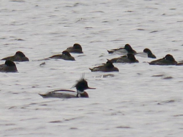 船橋三番瀬の水鳥たち　ミヤコドリとウミアイサ_d0088184_21321885.jpg