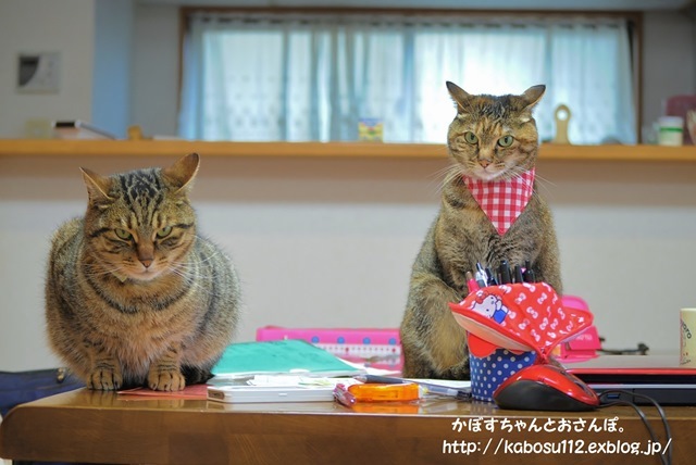 家で仕事がはかどらない理由_a0126590_06501036.jpg