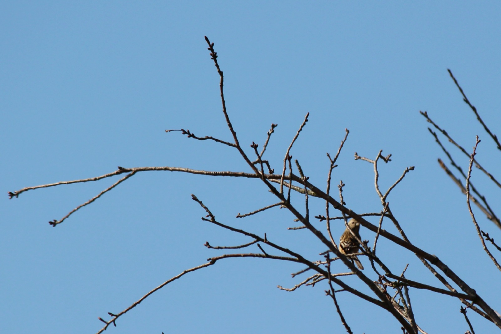 秋ヶ瀬公園の野鳥_a0127090_21201454.jpg