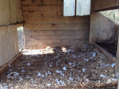 鶏小屋のお掃除_f0106597_19221931.jpg