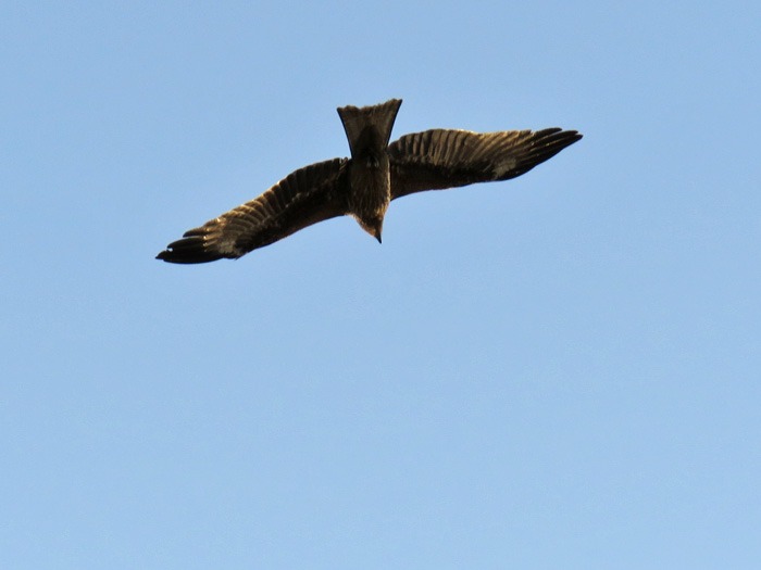 c0049299_002844.jpg