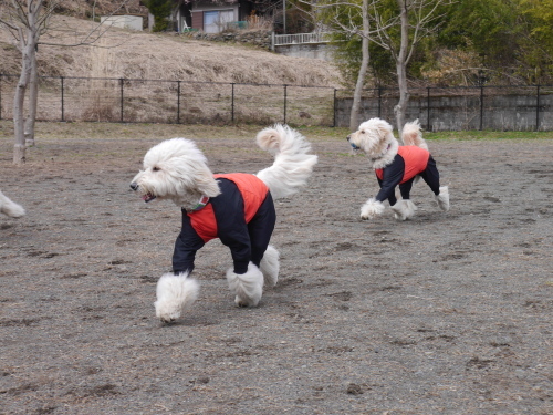 雨の合間のもふもふ会♪_d0326899_20522337.jpg