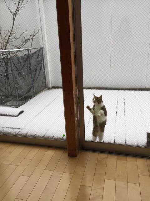 からくれない動物　８４_c0072801_3285888.jpg