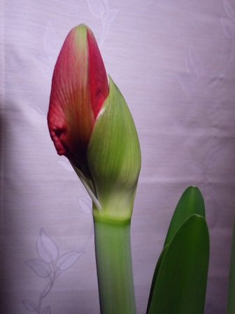 c0280206_18395.jpg