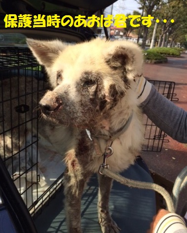 里親さん、預かりさん募集の犬たち！！_f0121712_817514.jpg