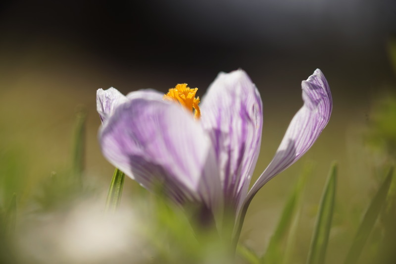 SuperMultiCoated Macro Takumar 100mmF4_c0109833_16192241.jpg