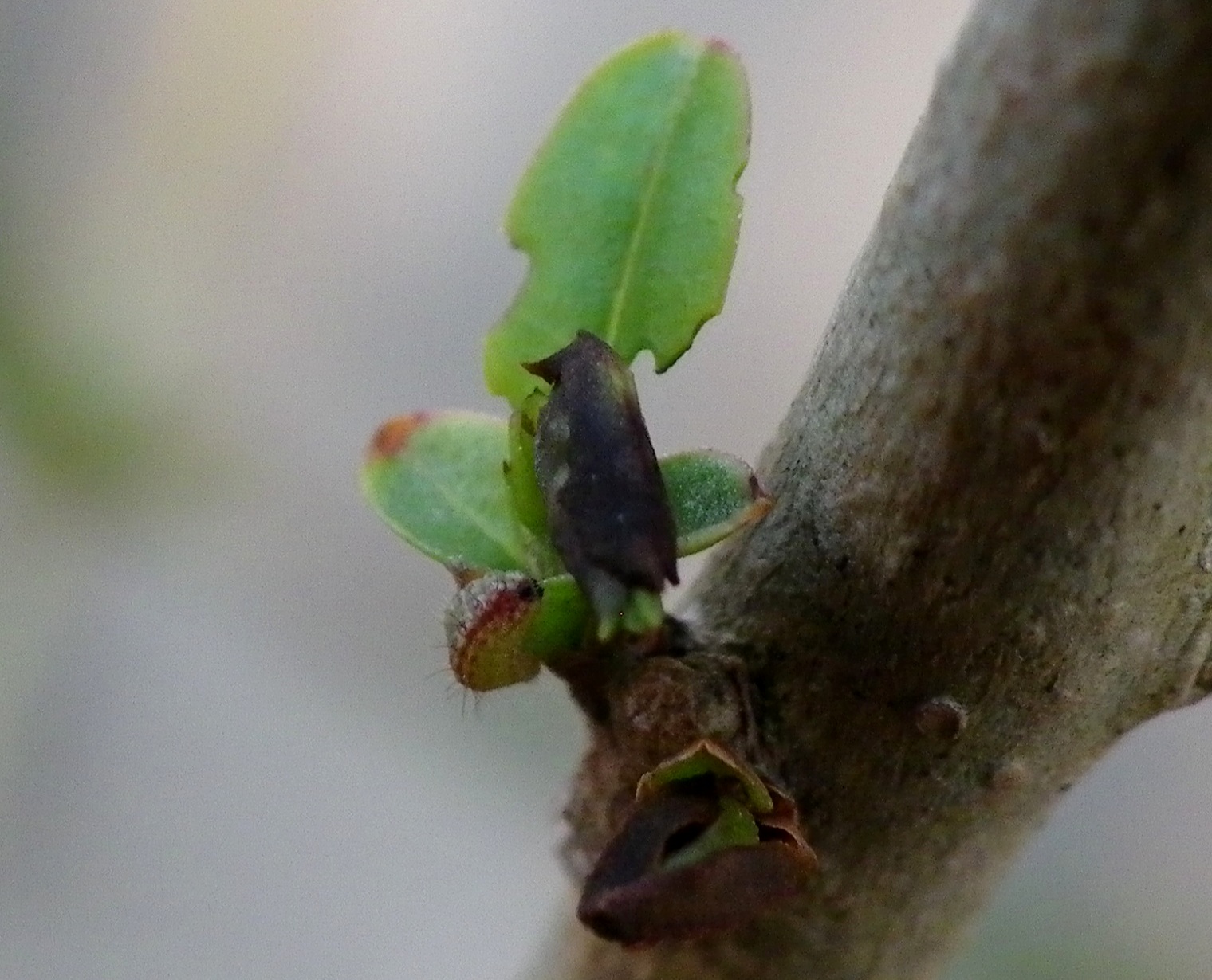ウラゴマダラシジミ幼虫　3月8日（日）庭のイボタノキにて_d0254540_18304040.jpg